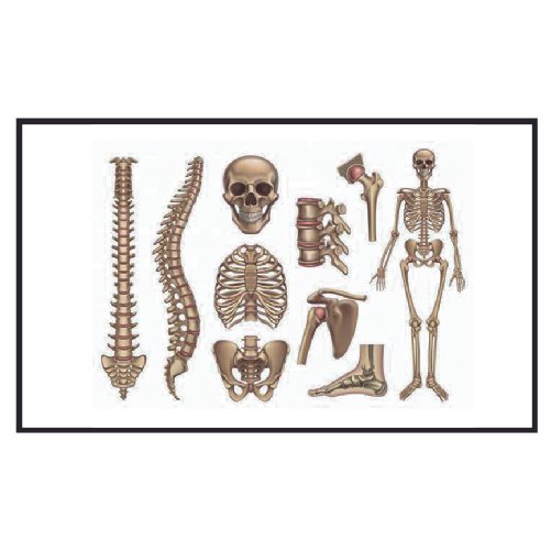 Lamina Medica
