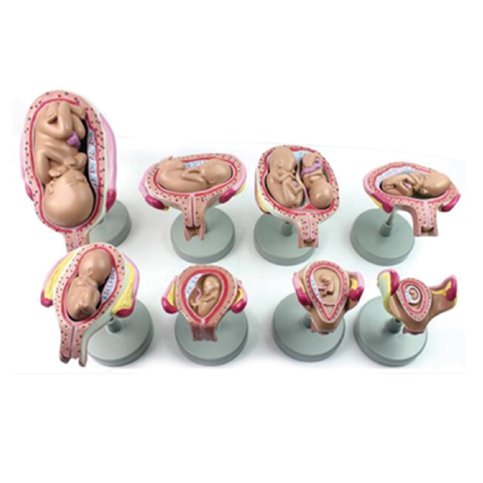 Maqueta 3D de Embarazo